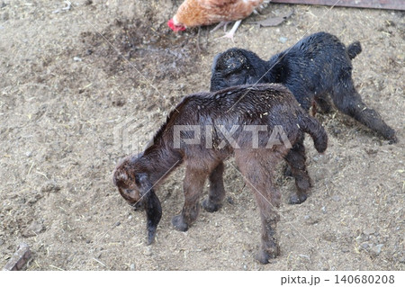 Goats on a livestock farm. Farm animal breeding. 140680208