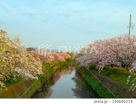 満開に咲く川沿いの桜 140680219