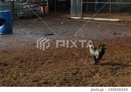 Close-up shot of chicken. Poultry farming. Close-up shot of chicken. Poultry farming. 140680269