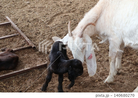 Goats on a livestock farm. Farm animal breeding. 140680270