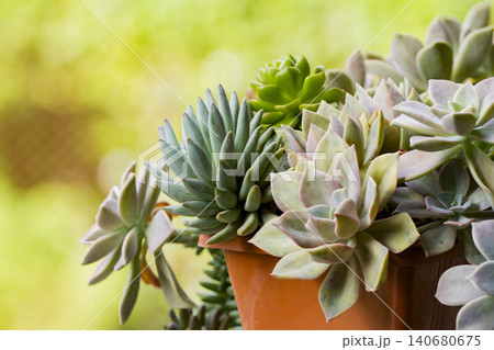pot of various succulents, close-up image, space for text pot of various succulents, close-up image, space for text 140680675