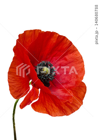 Red poppy bloom symbolizing remembrance and nature on white 140680788