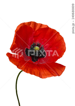 Red poppy flower blooming on white background Red poppy flower blooming on white background 140680809