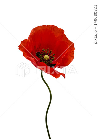 Red poppy flower blooming, remembrance symbol isolated on white Red poppy flower blooming, remembrance symbol isolated on white 140680821