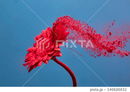 Red gerbera daisy exploding with powder burst movement Red gerbera daisy exploding with powder burst movement 140680832