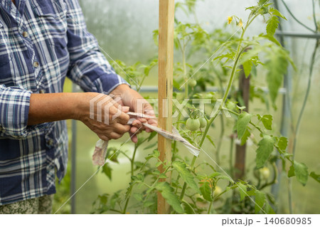 Close up of farmer hands tying up tomato plants in greenhouse Close up of farmer hands tying up tomato plants in greenhouse 140680985