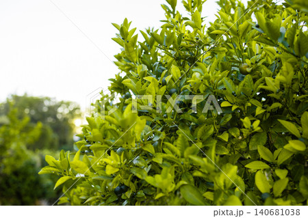 Close up of small green citruses on tree branches Close up of small green citruses on tree branches 140681038