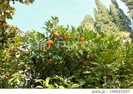 Ripe navel oranges on the trees 140681097