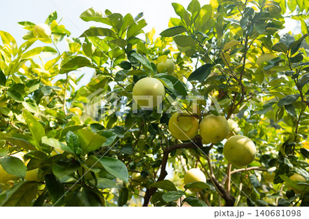 Fresh pomelo fruits growing on a green tree Fresh pomelo fruits growing on a green tree 140681098