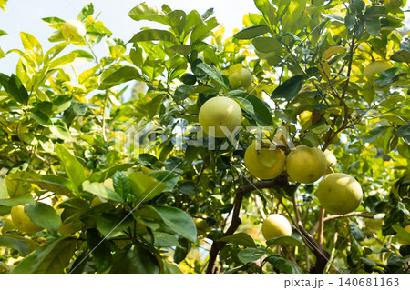 Fresh pomelo fruits growing on a green tree Fresh pomelo fruits growing on a green tree 140681163