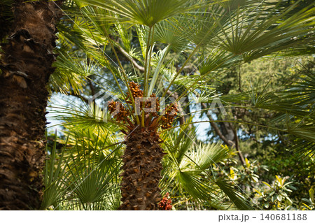 Trachycarpus fortunei palm trees with dense green fronds 140681188