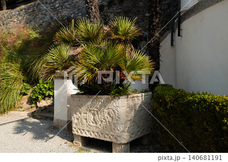 Large ancient stone planter with yucca tree on a sunny terrace Large ancient stone planter with yucca tree on a sunny terrace 140681191