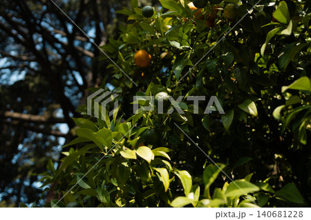 Unripe green oranges growing on a citrus tree Unripe green oranges growing on a citrus tree 140681228