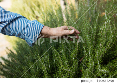 Human hand touching a fresh green rosemary bush Human hand touching a fresh green rosemary bush 140681256