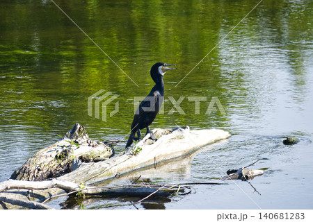 A black waterbird great cormorant (Phalacrocorax carbo) standing on an old submerged log in the middle of a river or lake on a summer day. Natural daylight, calm green water surface with soft tree 140681283
