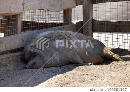 Large fat pig sleeping soundly in rural pen Large fat pig sleeping soundly in rural pen 140681367