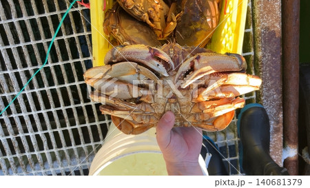 Hand holding large dungeness crab underside view 140681379