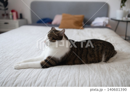 Cute tabby and white domestic cat lying comfortably on its side on a white blanket in a bright bedroom, looking sleepy and relaxed. Cute tabby and white domestic cat lying comfortably on its side on a white blanket in a bright bedroom, looking sleepy and relaxed. 140681390