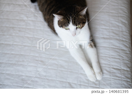 Adorable short haired tabby and white cat relaxing on a cozy blanket on the bed inside a bedroom and looking up curious. Adorable short haired tabby and white cat relaxing on a cozy blanket on the bed inside a bedroom and looking up curious. 140681395