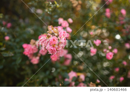 Beautiful pink roses blooming on a bush in garden Beautiful pink roses blooming on a bush in garden 140681466