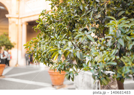 Close up of green leaves on tree in historic courtyard 140681483