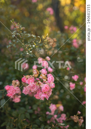 Beautiful pink roses blooming on a bush in garden Beautiful pink roses blooming on a bush in garden 140681555