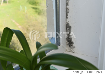 Toxic mold accumulation appears on corner of domestic window near flower. Toxic mold accumulation appears on corner of domestic window near flower. 140681971