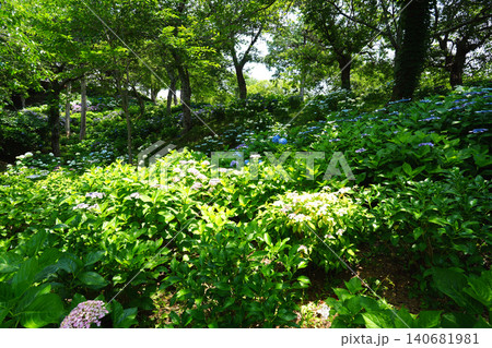 可睡ゆりの園 袋井市 140681981