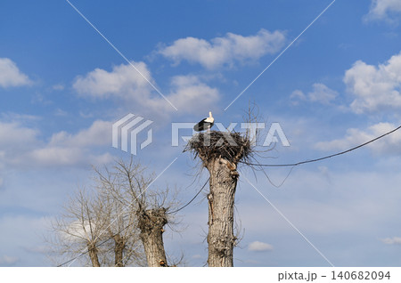 stork standing on large nest atop cut tree trunk against blue sky stork standing on large nest atop cut tree trunk against blue sky 140682094