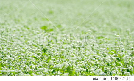 一面に広がる満開の白い蕎麦の花畑 一面に広がる満開の白い蕎麦の花畑 140682116