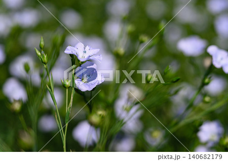 Close up of delicate blue flax flower blooming among green stems in agricultural field. Close up of delicate blue flax flower blooming among green stems in agricultural field. 140682179