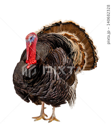 beautiful male turkey isolated on white background beautiful male turkey isolated on white background 140682328