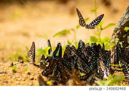 Butterfly swarm mud puddling insect wing tropical nature group of dark butterflies feeding on mineral soil beside rock, warm sunlight, shallow depth of field, outdoor wildlife scene Butterfly swarm mud puddling insect wing tropical nature group of dark butterflies feeding on mineral soil beside rock, warm sunlight, shallow depth of field, outdoor wildlife scene 140682468