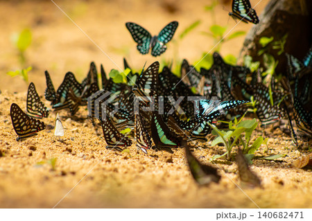 Butterfly swarm mud sand tropical forest wing blue pattern, dozens gather on damp ground for minerals, vivid wildlife scene with soft sunlight and bokeh Butterfly swarm mud sand tropical forest wing blue pattern, dozens gather on damp ground for minerals, vivid wildlife scene with soft sunlight and bokeh 140682471