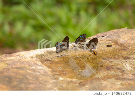 Butterfly rock water puddle insect nature wildlife outdoor scene, group of butterfly feeding on mineral moisture on wet stone, soft green background, calm summer habitat 140682472