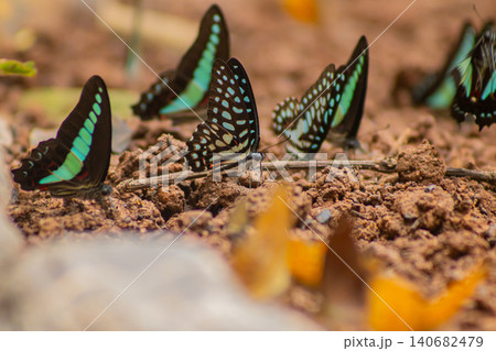 Butterfly insect wing blue black soil mud puddle nature wildlife, group of tropical butterfly feeding on mineral rich mud, soft blurred background, calm natural behavior Butterfly insect wing blue black soil mud puddle nature wildlife, group of tropical butterfly feeding on mineral rich mud, soft blurred background, calm natural behavior 140682479
