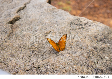 Orange butterfly rock stone macro closeup outdoors background nature wildlife, macro closeup of orange butterfly on rock stone outdoors with nature wildlife background 140682494