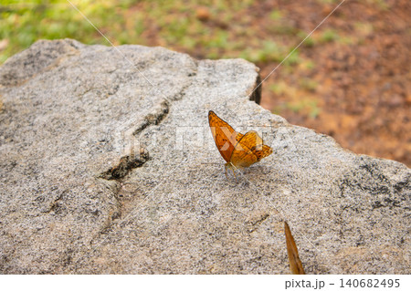 Butterfly orange rock stone nature wildlife macro outdoor scene featuring delicate insect resting on rough granite surface, warm sunlight, soft bokeh background, calm mood 140682495