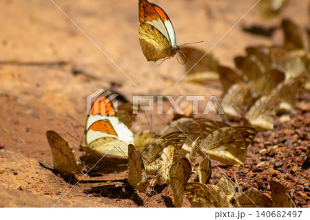 Butterfly insect mud soil puddling wing orange white gather on damp ground for minerals, one in flight above group, closeup wildlife scene with soft background 140682497