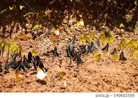 Butterfly swarm mud soil puddling insect wing sunlight, dozens gather on damp ground for mineral salt, colorful wings spread across earthy texture in tropical nature scene Butterfly swarm mud soil puddling insect wing sunlight, dozens gather on damp ground for mineral salt, colorful wings spread across earthy texture in tropical nature scene 140682500
