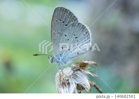 Gray butterfly macro dried flower seed head insect closeup bokeh nature, delicate wing detail on withered blossom against soft green background, calm spring mood Gray butterfly macro dried flower seed head insect closeup bokeh nature, delicate wing detail on withered blossom against soft green background, calm spring mood 140682501