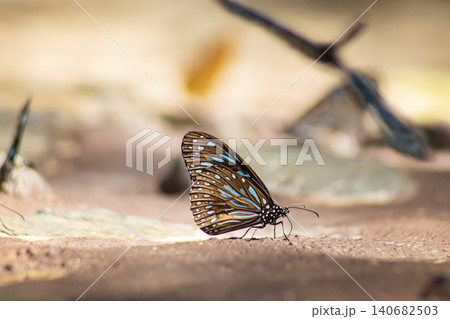 Butterfly insect wing blue brown sand nature macro closeup of delicate pollinator resting on sunlit ground, soft bokeh background, outdoor wildlife detail with calm mood Butterfly insect wing blue brown sand nature macro closeup of delicate pollinator resting on sunlit ground, soft bokeh background, outdoor wildlife detail with calm mood 140682503