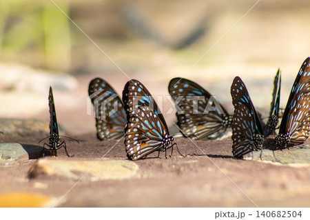 Butterfly insect wing blue black pattern nature wildlife, group feeding on mineral rich soil along forest trail, closeup view with soft bokeh, warm sunlight, peaceful outdoor moment 140682504