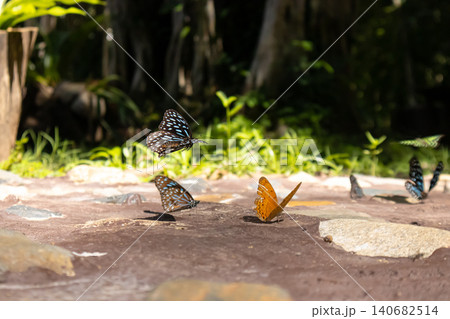 Butterfly insect wildlife nature forest sunlight wing garden, group of colorful butterfly on stone path, orange and blue pattern, soft bokeh, summer morning feeding on mineral soil Butterfly insect wildlife nature forest sunlight wing garden, group of colorful butterfly on stone path, orange and blue pattern, soft bokeh, summer morning feeding on mineral soil 140682514