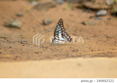 Butterfly insect wing sand ground nature outdoor closeup, blue spotted butterfly resting on sandy soil with soft bokeh, natural wildlife scene with copy space and calm mood 140682522