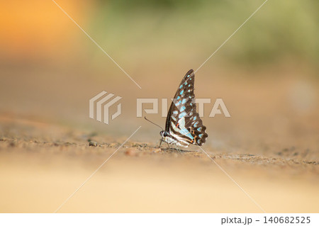 Butterfly insect macro nature wildlife ground bokeh wing closeup of patterned blue brown butterfly resting on sandy soil, soft sunlight and blurred background, calm outdoor scene 140682525