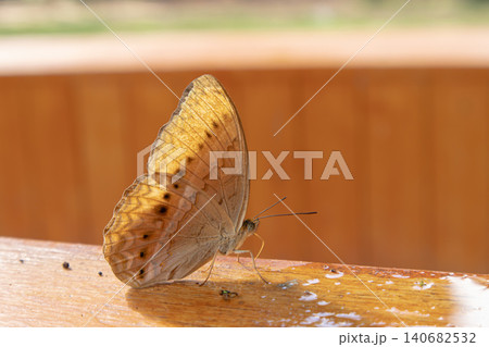 Butterfly insect wing antenna wood railing outdoor closeup, orange brown butterfly resting on wet wooden rail in soft sunlight, delicate nature detail with shallow depth of field Butterfly insect wing antenna wood railing outdoor closeup, orange brown butterfly resting on wet wooden rail in soft sunlight, delicate nature detail with shallow depth of field 140682532