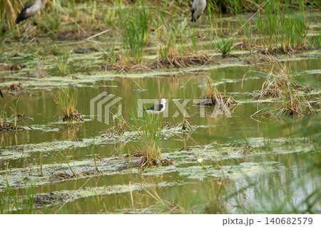 Wading bird in wetland marsh with green water and grass 140682579
