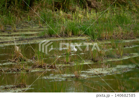 Wetland bird in marsh water with grass and algae, small white bird standing in shallow marsh water among grass and algae Wetland bird in marsh water with grass and algae, small white bird standing in shallow marsh water among grass and algae 140682585