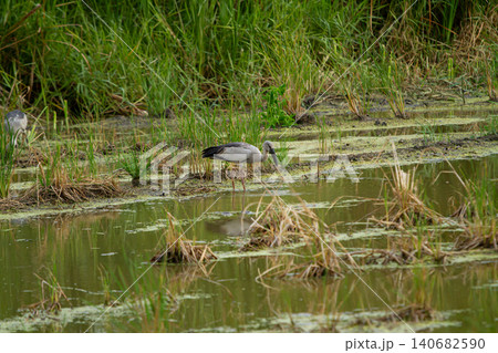 Wetland bird marsh pond grass water habitat wading bird reed reflection Wetland bird marsh pond grass water habitat wading bird reed reflection 140682590